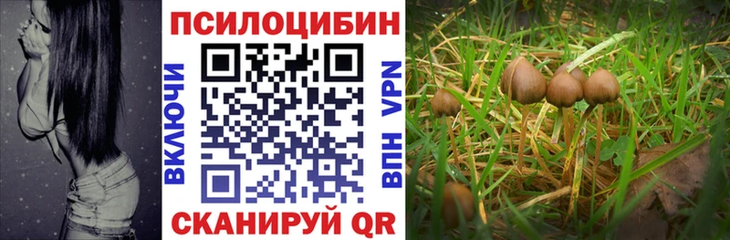 Купить где  Камешково  Галлюциногенные грибы Magic Shrooms 